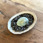 hemaliet in abalone schelp